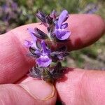 Salvia verbenaca 花