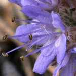 Hydrophyllum capitatum Kukka