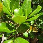 Cupaniopsis anacardioides Blatt