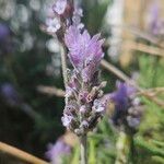 Lavandula dentata Flower