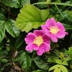 Rosa californica Fiore