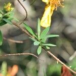 Hypericum lanceolatum Лист