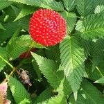 Rubus illecebrosus Fruit