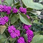 Callicarpa dichotoma Meyve