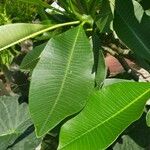 Plumeria alba Leaf