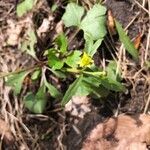 Ranunculus abortivus പുഷ്പം