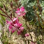 Oenothera lindheimeriΛουλούδι