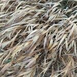 Hakonechloa macra Frunză