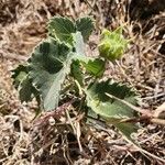 Abutilon grandiflorum Folla