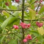 Euonymus hamiltonianus 果實