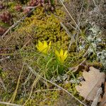 Gagea bohemica Fula