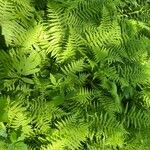 Thelypteris noveboracensis Leaf