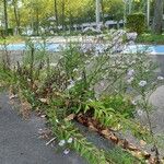 Symphyotrichum novi-belgii 形態