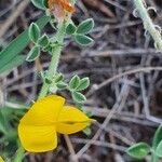 Crotalaria emarginella Flor