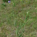 Lathyrus angulatus Leaf