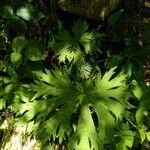 Aconitum lycoctonumFolio