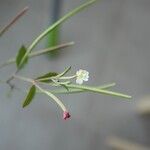 Epilobium lanceolatum Kwiat
