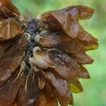 Trifolium aureum Frugt