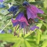 Echium vulgareBlüte