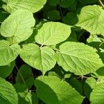 Aralia racemosa Leaf