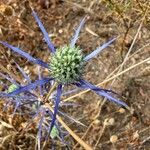 Eryngium tenue Fiore