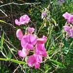 Lathyrus heterophyllus Other