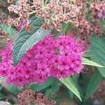 Spiraea japonica Flower