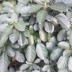 Dendropanax cuneatus Hábito