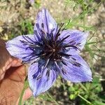 Nigella hispanica പുഷ്പം