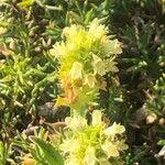 Sideritis hyssopifolia Flower