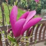 Magnolia liliiflora Žiedas