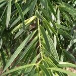 Podocarpus neriifolius Листок