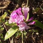 Mansoa alliacea Flower