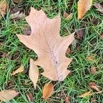 Quercus coccinea Blad