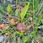 Sarracenia psittacina Yaprak