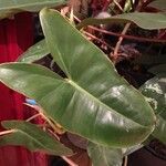 Philodendron burle-marxii Levél