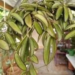 Hoya wayetii Leaf