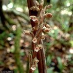 Goodyera humicola Flower