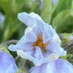 Solanum bonariense Flower