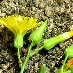 Youngia japonica പുഷ്പം