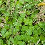 Hydrocotyle americana 叶