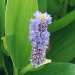 Pontederia cordata Flors