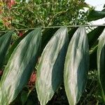 Oncocalamus mannii Leaf