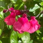 Salvia greggii Kwiat