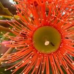 Corymbia ficifolia Flor