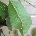 Isertia spiciformis Leaf