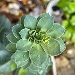 Euphorbia myrsinites Leaf