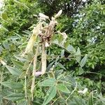 Mundulea sericea Fruit