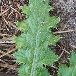 Tyrimnus leucographus Leaf