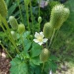 Anemone virginiana Blomst